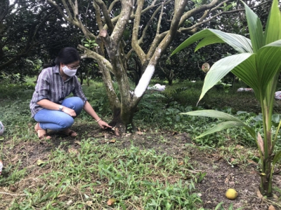 Bio-organic product helps recover citrus plants with yellow leaf and rotten root disease