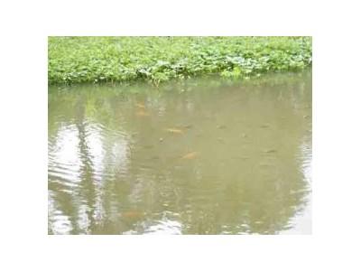 Thành Công Từ Một Cách Làm Táo Bạo