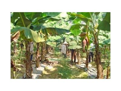 Kỹ Thuật Trồng Chuối Phủ Bạt