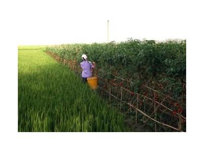 Về Thăm “Vương Quốc” Cà Chua