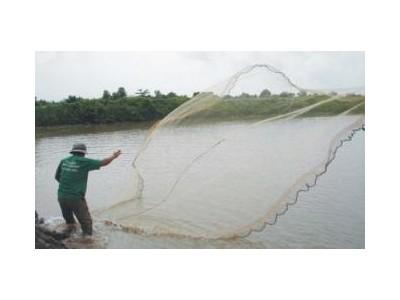 Quản Lý Thức Ăn Trong Ao Nuôi Tôm Sú Thâm Canh