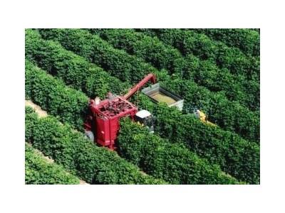 Giá Cà Phê Sẽ Tăng Vì Thời Tiết Xấu Ở Braxin