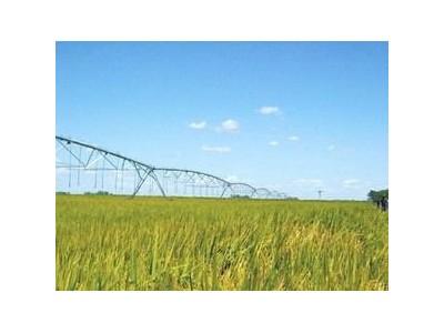 Brazil Bắt Đầu Thử Nghiệm Sản Xuất Ethanol Từ Gạo