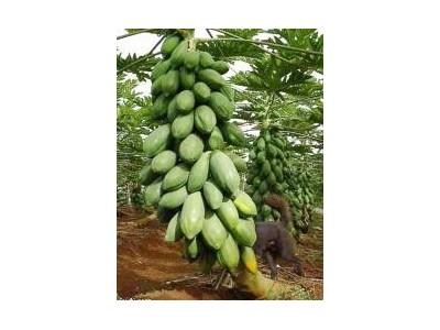 Cách Làm Cho Đu Đủ Thấp Cây