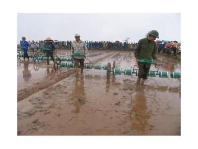 Nơi Không Có Người Còng Lưng Cấy