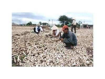 Tây Nguyên Cũng Đau Đầu Vì Giá Sắn