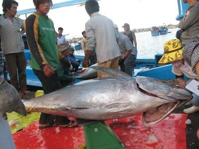 Cá Ngừ Đại Dương Giảm Giá Mạnh, Ngư Dân Gặp Khó Ở Khánh Hòa