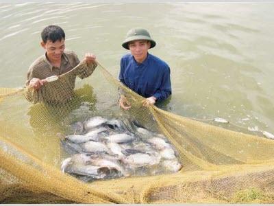 Triển Khai Nuôi Cá Rô Phi Đơn Tính Ở Bảo Lộc (Lâm Đồng)