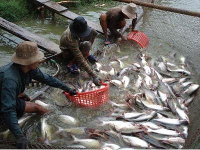 Đôi Điều Về Cá Tra Và Cá Basa Phần 1