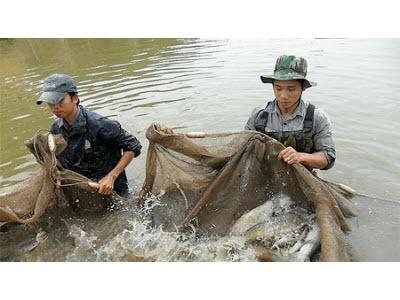 Tăng Cường Quản Lý Chất Lượng Giống Thủy Sản Ở Nam Định