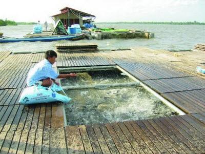 Thừa Thiên - Huế Tăng Diện Tích Nuôi Trồng Thuỷ Sản