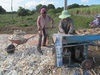 Giá Mì Đang Ủng Hộ Nông Dân Ở Cam Lâm (Khánh Hòa)