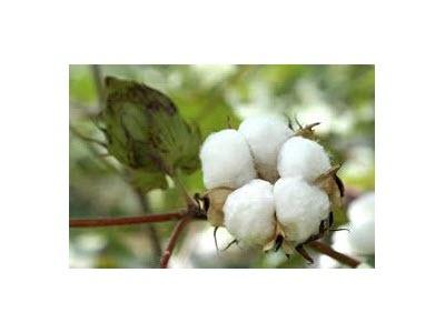 Kỹ Thuật Trồng Bông Có Tuổi Vụ Đông Xuân