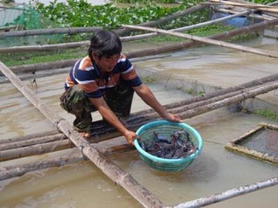 Cần Phục Hồi Nghề Nuôi Cá Lồng Bè Trên Sông Vàm Cỏ Đông Ở Tây Ninh