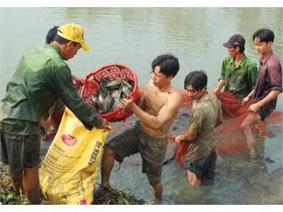 Cá Đồng Lên Ngôi