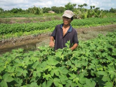 Thu Hoạch Và Chế Biến