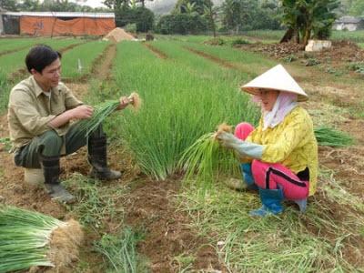 Làm Giàu Từ Trồng Rau Gia Vị