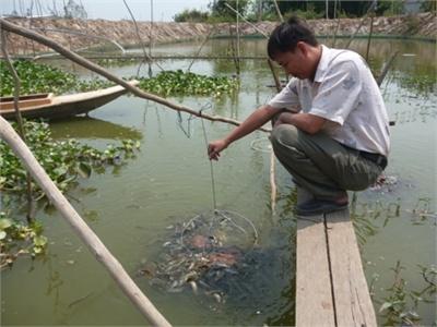 Nhiều Nông Dân Đồng Tháp Lo Đầu Ra Của Cá Chạch Sụn