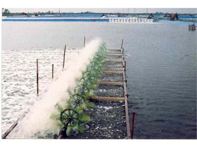 Năm 2013, Ninh Thuận Có 120 Ha Ao Tôm Bị Thiệt Hại Do Dịch Bệnh