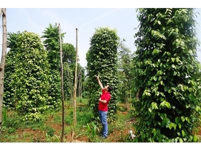 Lắp Béc Tưới Cà Phê