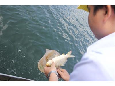 Cá Chết Hàng Loạt Ở Hồ Chứa Ngàn Tỉ Do Bị Bệnh