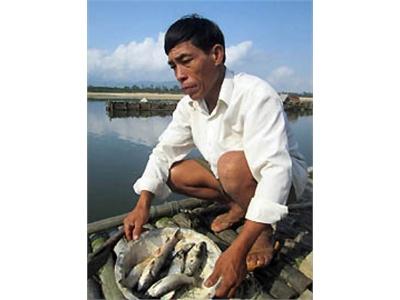 Nhiều Lồng Cá Bè Nuôi Trên Sông Trà Chết Trắng