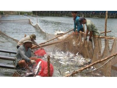 Cá Tra Việt Nam Đủ Chuẩn Vào Thị Trường Khó Tính