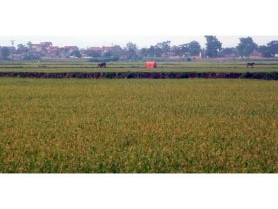 Lúa Tái Sinh Một Hướng Tăng Sản Lượng Lương Thực Ở Những Vùng Trũng