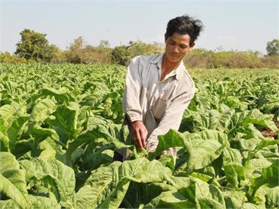 Anh Khải Chuyển Dịch Cây Trồng Hiệu Quả
