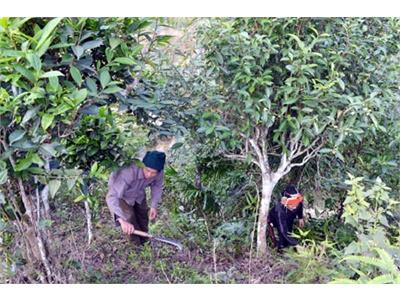 Phát Triển Bền Vững Vùng Chè Shan Tuyết Thượng Sơn