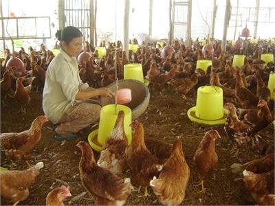 Chăn Nuôi Khó Phục Hồi Do Sức Mua Quá Yếu