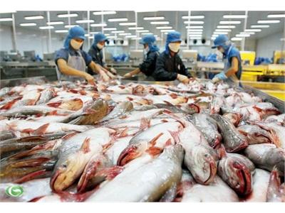 Hiệp Hội Cá Tra Việt Nam Hỗ Trợ Đắc Lực Các Doanh Nghiệp Cá Tra An Giang