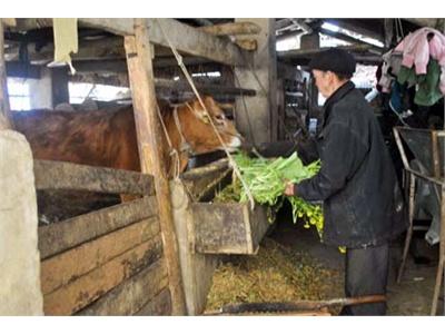 Đồng Văn Thực Hiện Tốt Công Tác Phòng, Chống Đói, Rét Cho Gia Súc