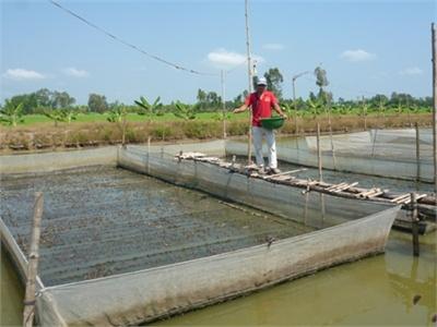 Phát Triển Vùng Chuyên Canh Nuôi Ếch Ở Huyện Tháp Mười (Đồng Tháp)
