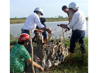 Lo Vi-Rút Cúm Gia Cầm Phát Sinh Chủng Mới