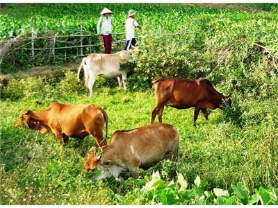 Vân Canh (Bình Định) Nỗ Lực Cải Tạo Đàn Bò