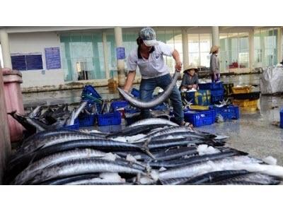 Ngư Dân Miền Trung Trúng Đậm Chuyển Biển Đầu Năm