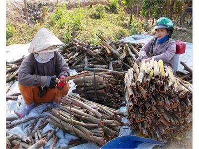 Giá Quế Tăng Mạnh