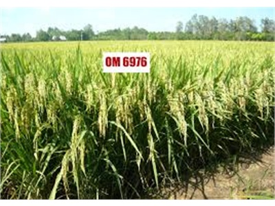 Giống Lúa OM 108-200 Được Đánh Giá Cao