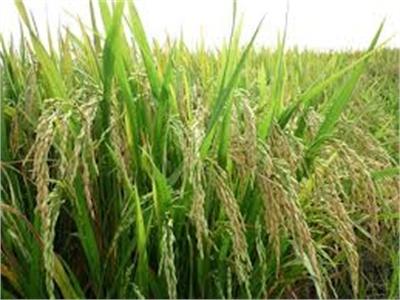 4 Giống Lúa Thuần Miền Bắc Có Khả Năng Thích Nghi Tại Đồng Bằng Sông Cửu Long