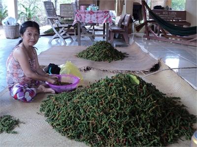 Hồ Tiêu Phú Quốc Lãi To