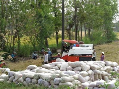 Giá Lúa Giảm Sâu, Nông Dân Gặp Khó