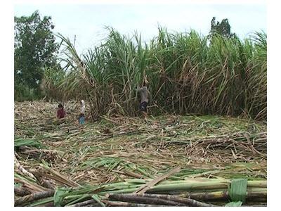 Nông Dân Thu Hoạch Dứt Điểm Mía Nguyên Liệu