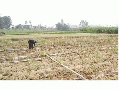 Giảm Diện Tích, Tập Trung Thâm Canh Nâng Cao Năng Suất Mía Nguyên Liệu