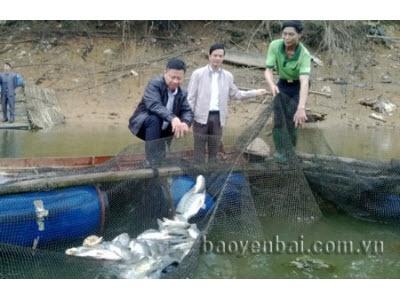 Yên Bái Nuôi Cá Bán Thâm Canh Trên Hồ Thác Bà