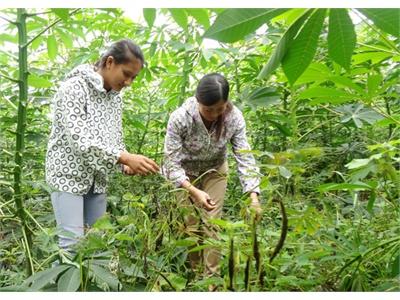 Mô Hình Thâm Canh Sắn Bền Vững Mũi Tên Trúng Hai Đích