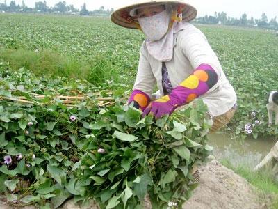 Cảnh Giác Thương Lái Mua Lá Khoai Lang