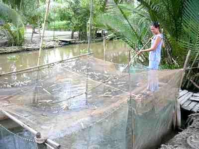 Mô Hình Nuôi Cá Lóc Trong Bể Lót Bạt