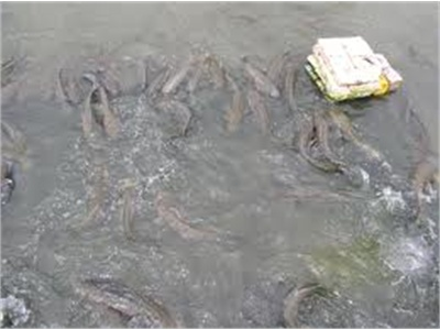 Mô Hình Nuôi Cá Lóc Trong Mùng Lưới Trên Sông Kết Hợp Cá Trê Vàng Gặt Cho Hiệu Quả Kinh Tế Cao