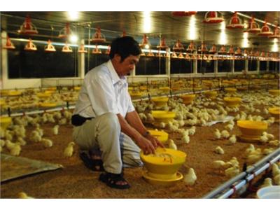Người Chăn Nuôi Chủ Động Ứng Phó Với Dịch Bệnh